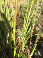 Image of American wild carrot