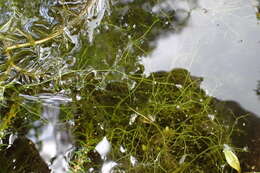 Image of Eastern water-milfoil