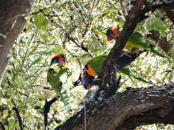 Image of Red-collared Lorikeet