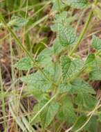 Imagem de Stachys natalensis Hochst.