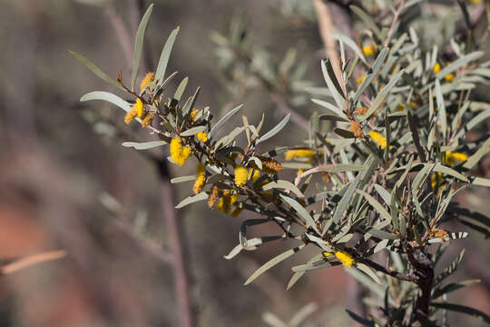 Image of Mulga