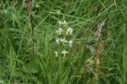 Слика од Platanthera chlorantha (Custer) Rchb.