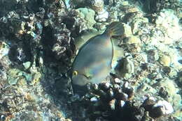 Image of Barred Filefish