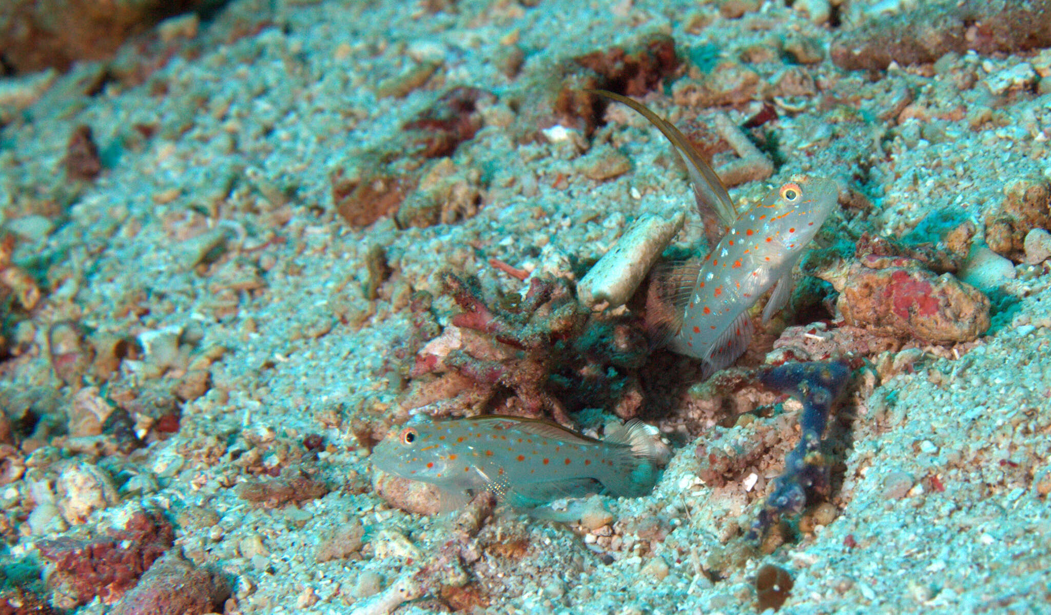 Image of Tangaroan shrimp-goby