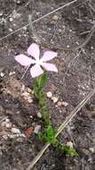 Image of Catharanthus ovalis Markgr.