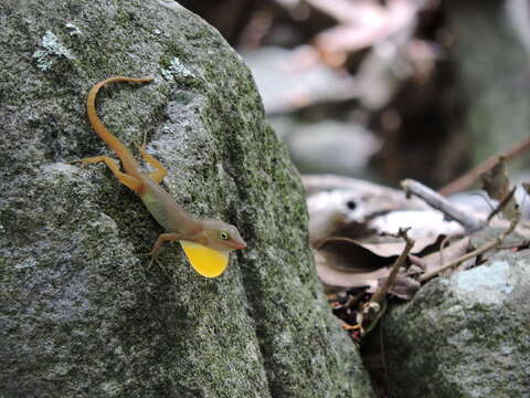 Image of Schwartz'  Anole