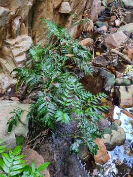 Image of Ptisana salicifolia (Schrad.) Senterre & Rouhan