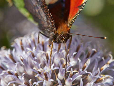 Image of Echinops bannaticus Rochel ex Schrad.