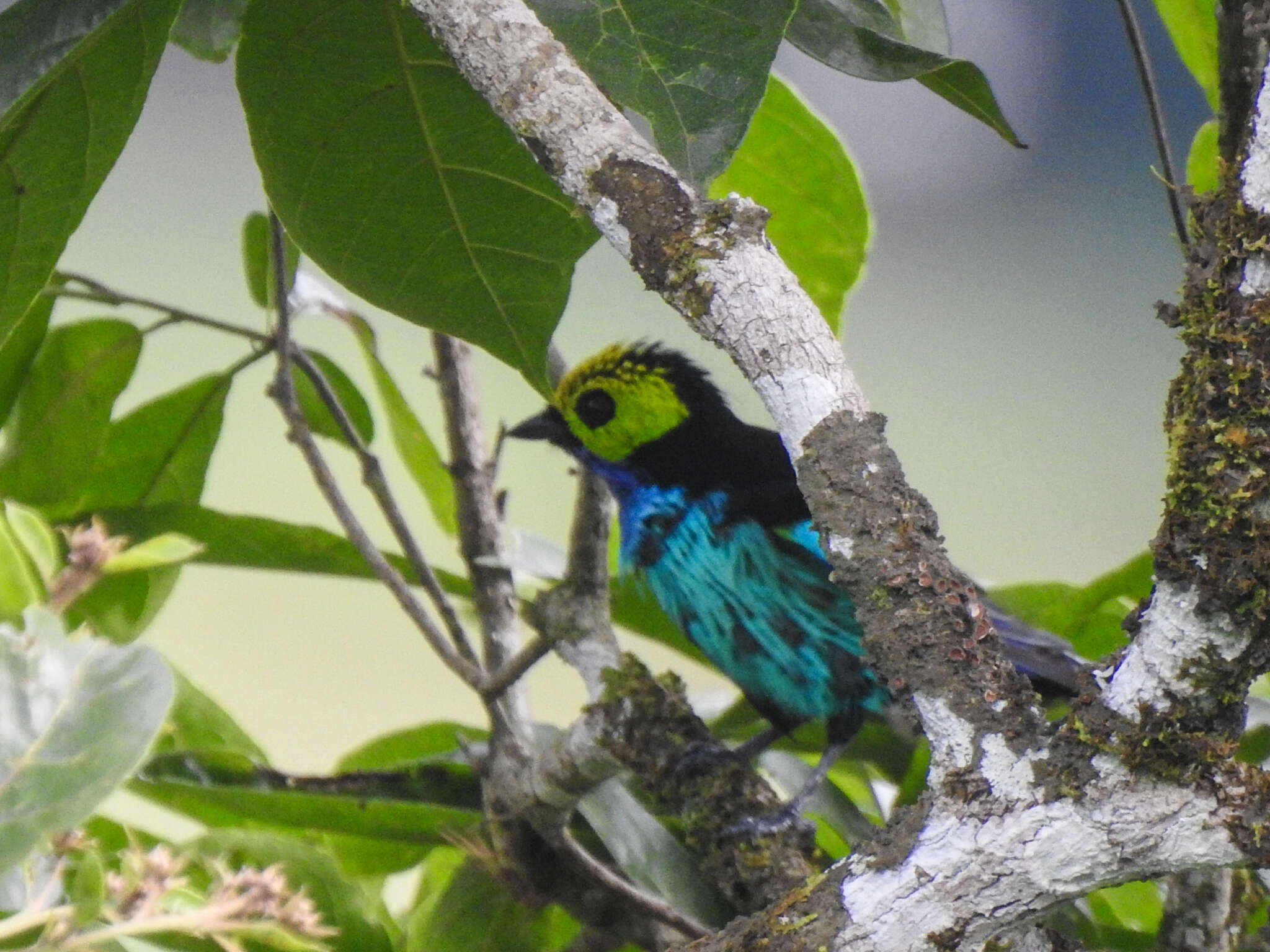 Image of Paradise Tanager