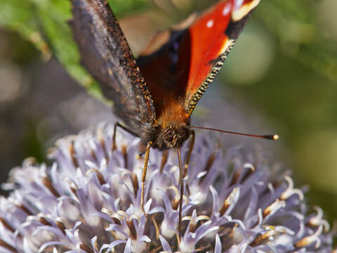 Image of Echinops bannaticus Rochel ex Schrad.