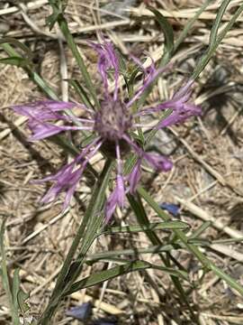 Image of Centaurea napifolia L.