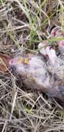 Image of Baird's Pocket Gopher