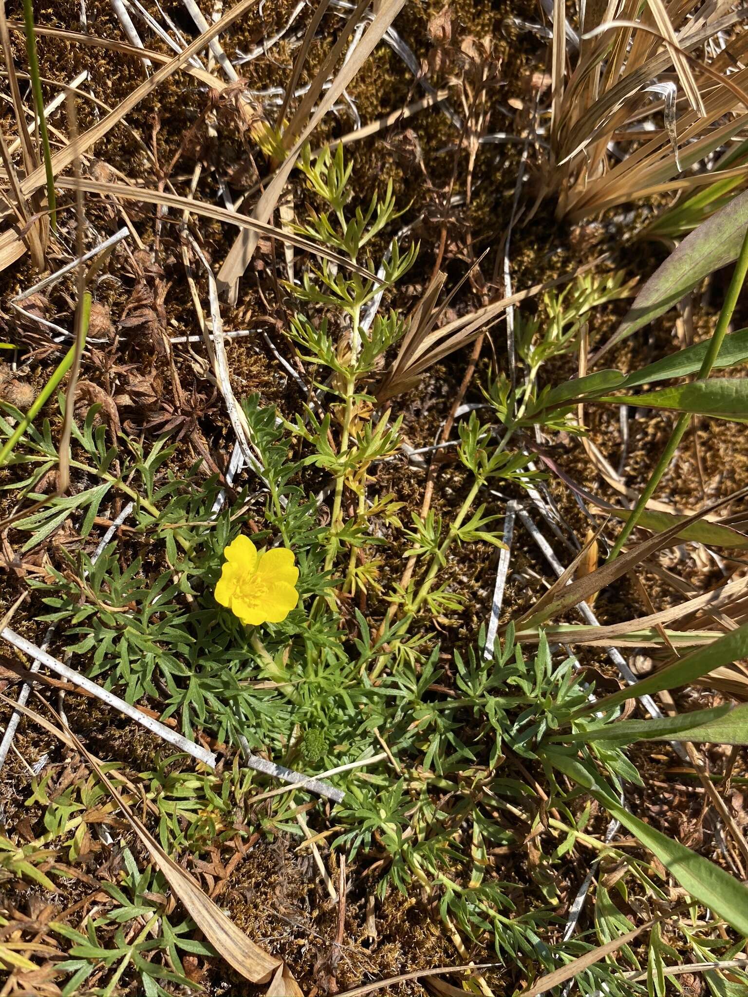 Слика од Potentilla millefolia Rydb.