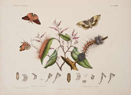 Image of Anthela varia (Walker 1855)
