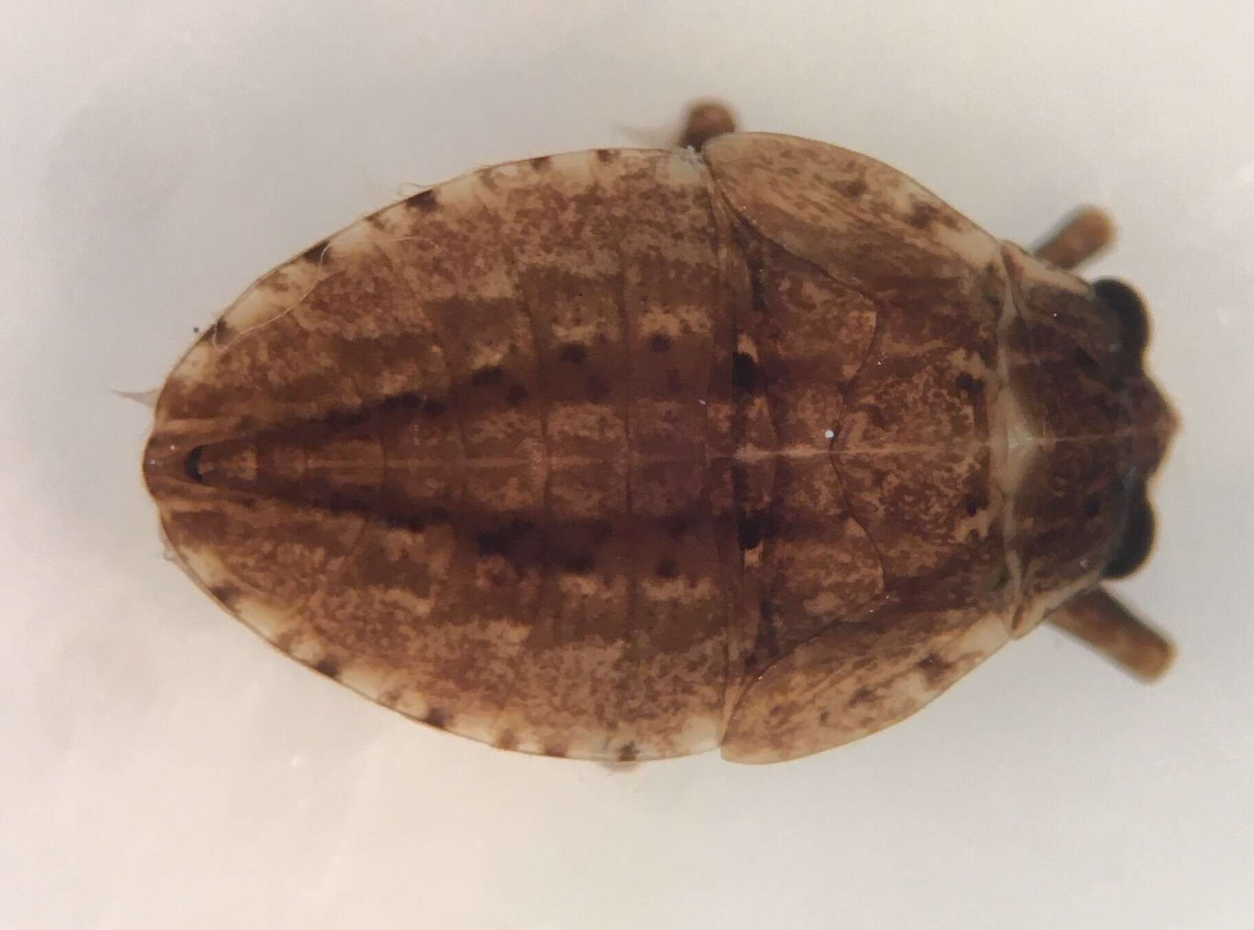 Image of Abedus immaculatus (Say 1832)