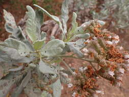 Image of Pacific yerba santa