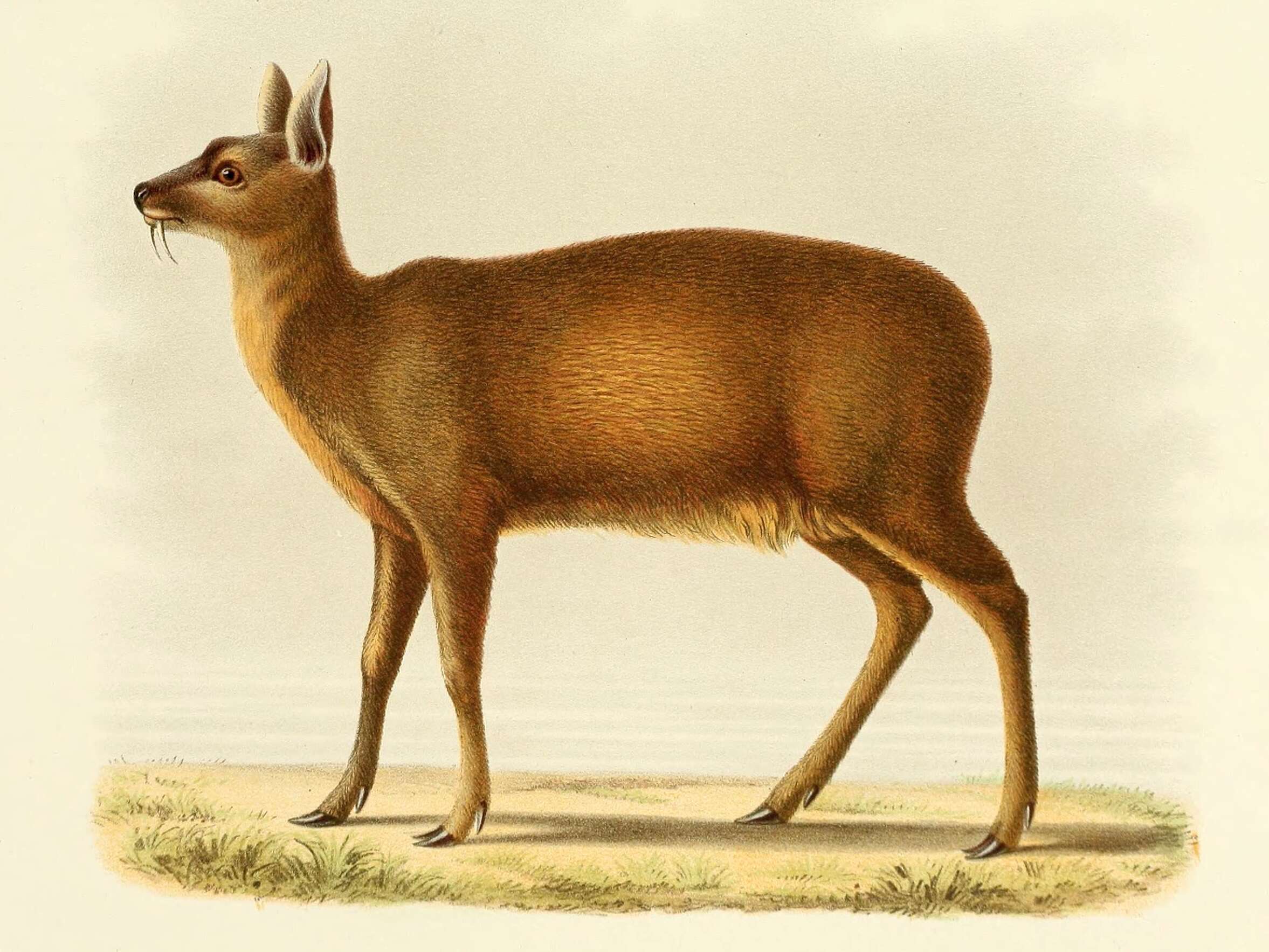 Imagem de Moschus chrysogaster (Hodgson 1839)