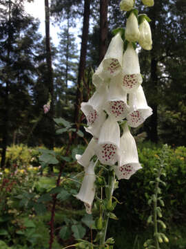 Imagem de Digitalis purpurea L.