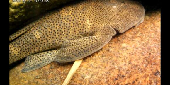 Image of Panther Pleco