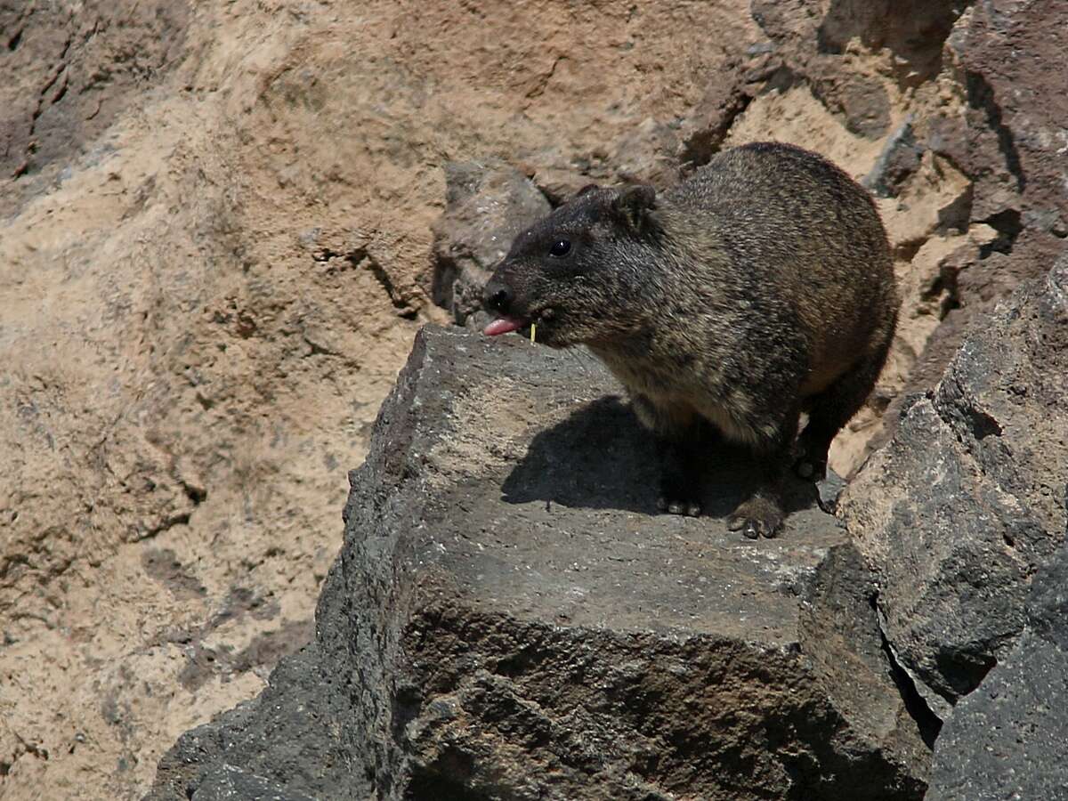 Image of Procavia capensis habessinicus (Hemprich & Ehrenberg 1832)