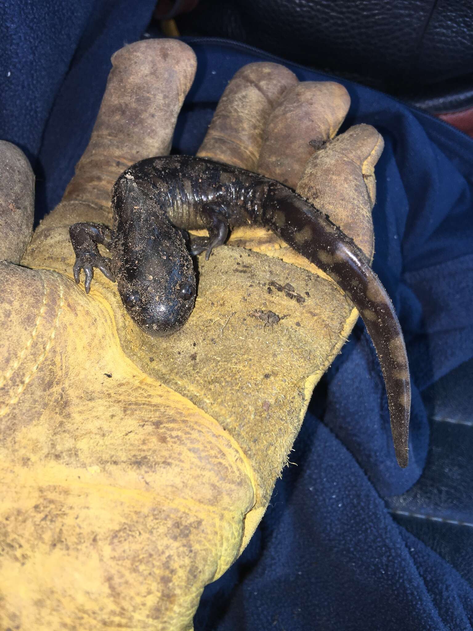 Image of Eastern Tiger Salamander