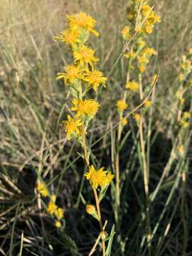 Image of clustered goldenweed