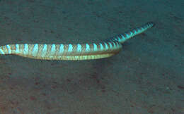 Image of Black-banded sea krait