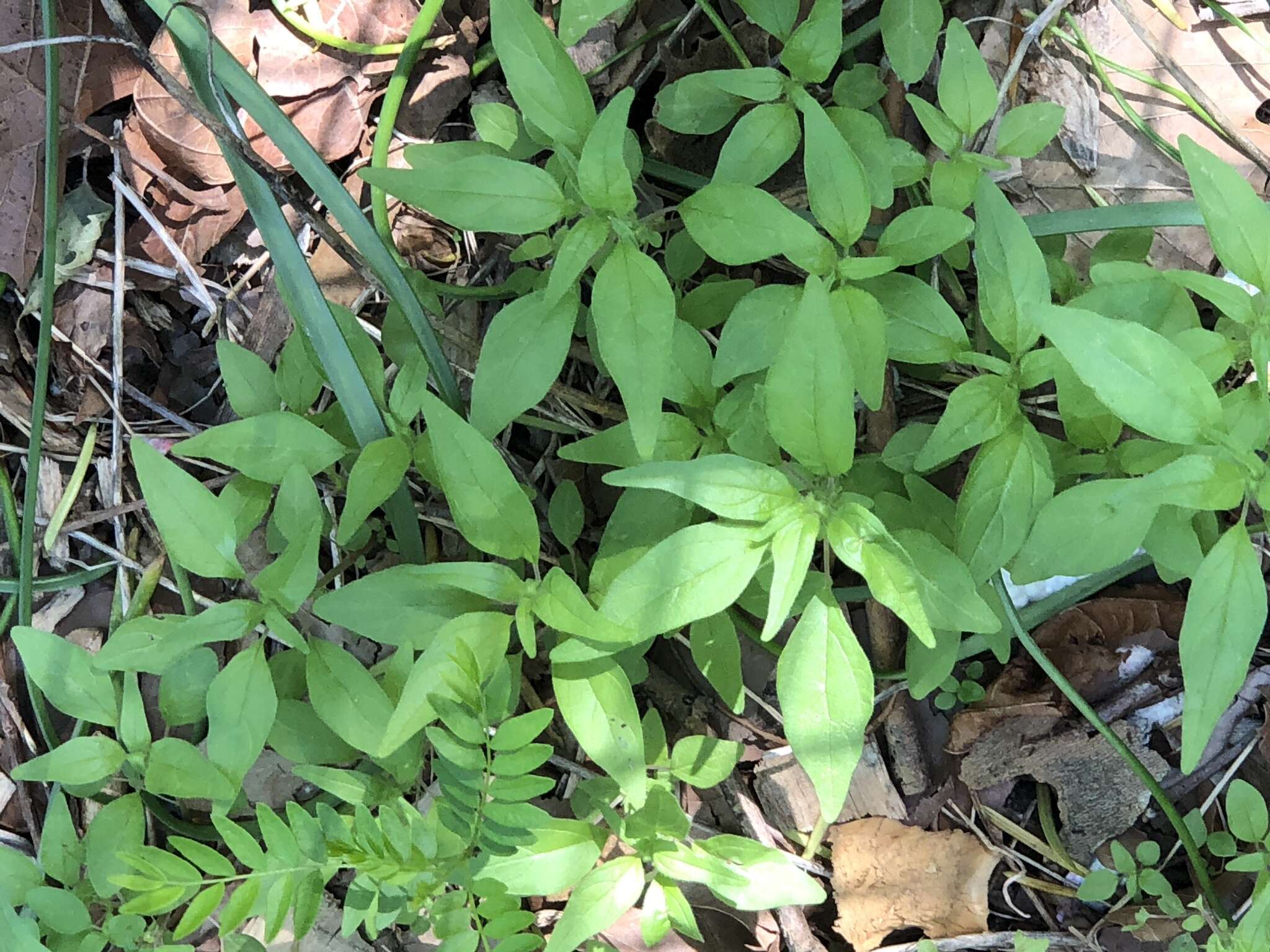 Image of Parietaria pensylvanica var. pensylvanica