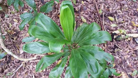 Imagem de Cordyline fruticosa (L.) A. Chev.