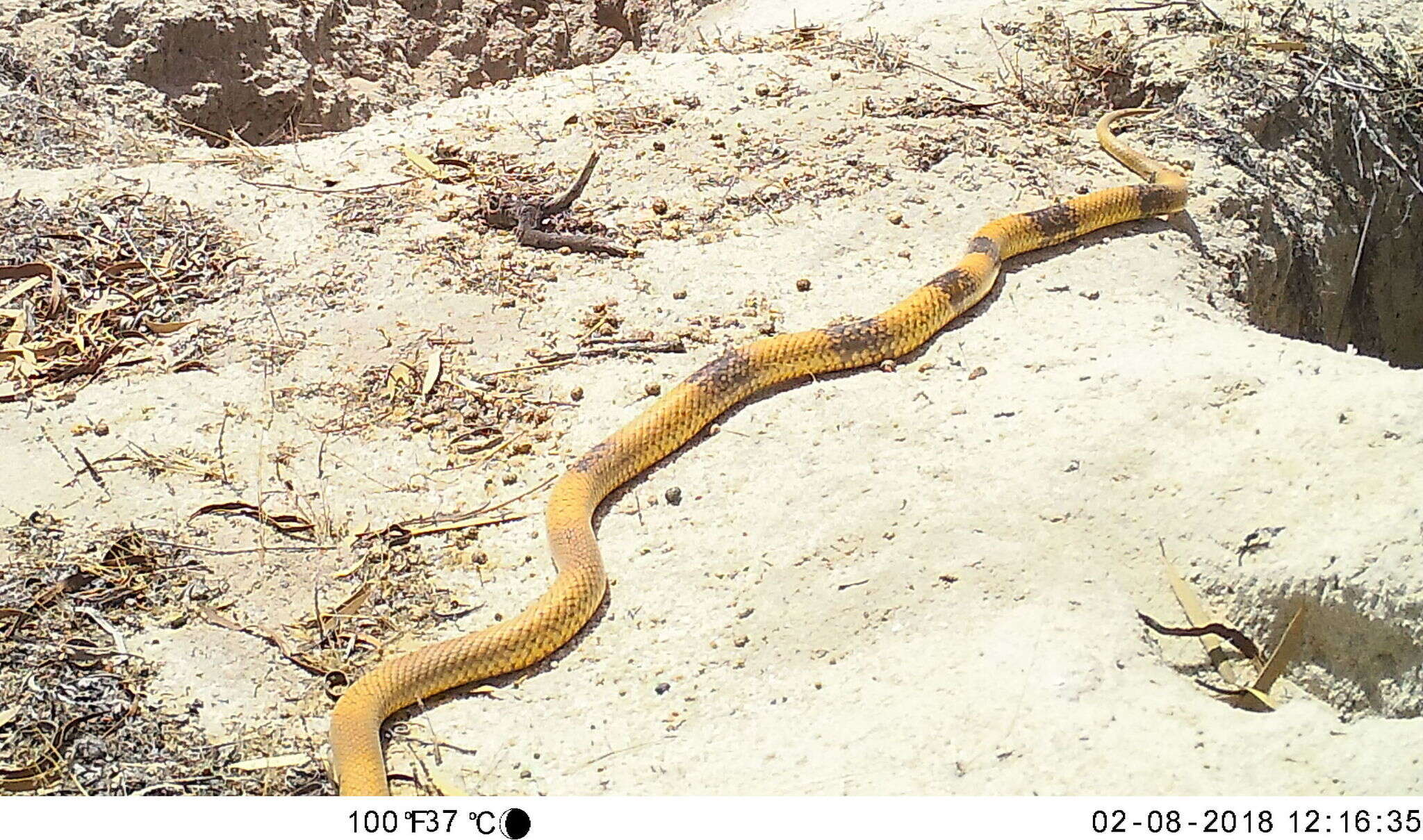 Image of Pseudonaja mengdeni Wells & Wellington 1985