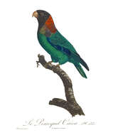 Image of Caica Parrot