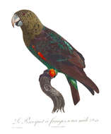 Image of Brown-necked Parrot