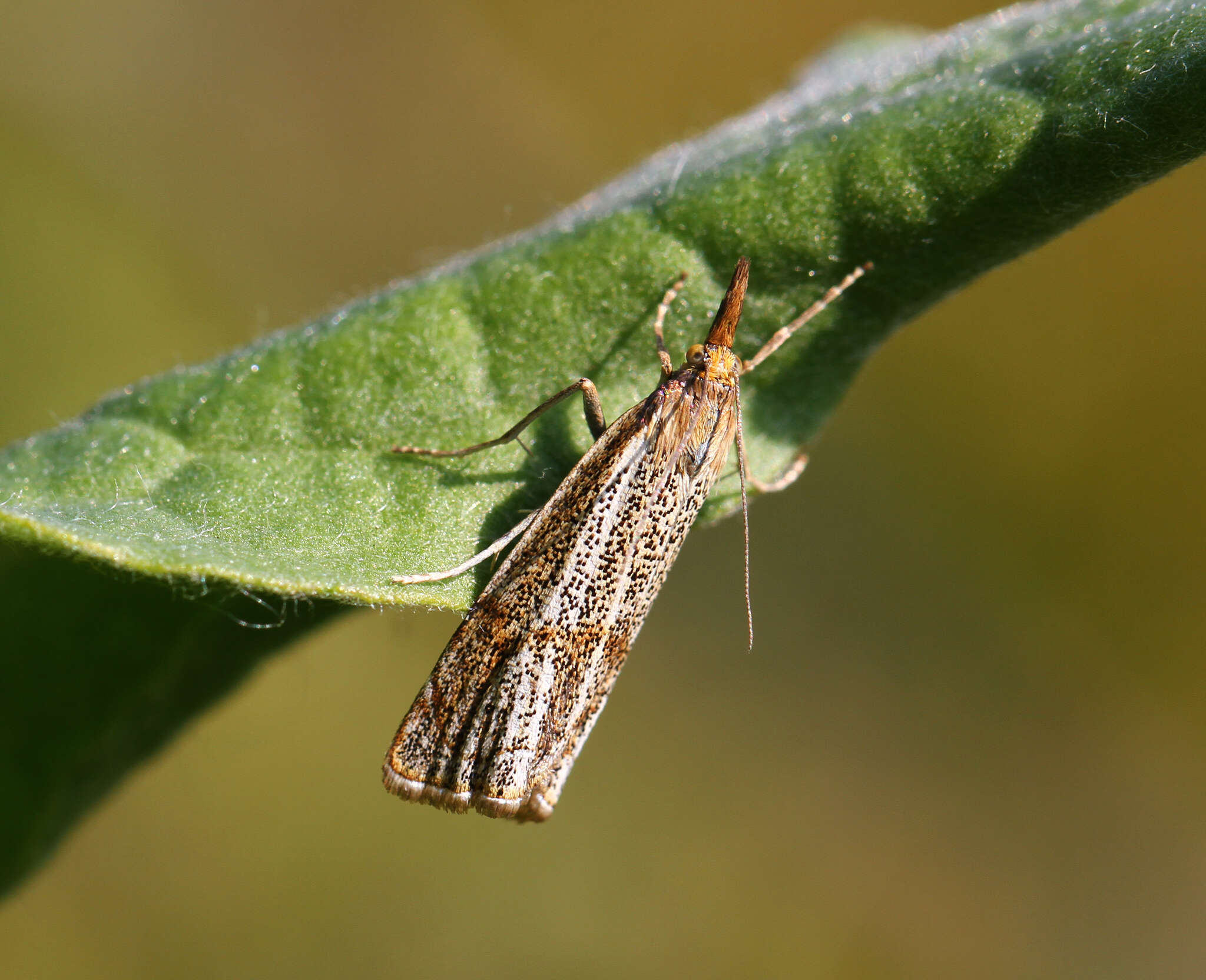 Image of Thisanotia