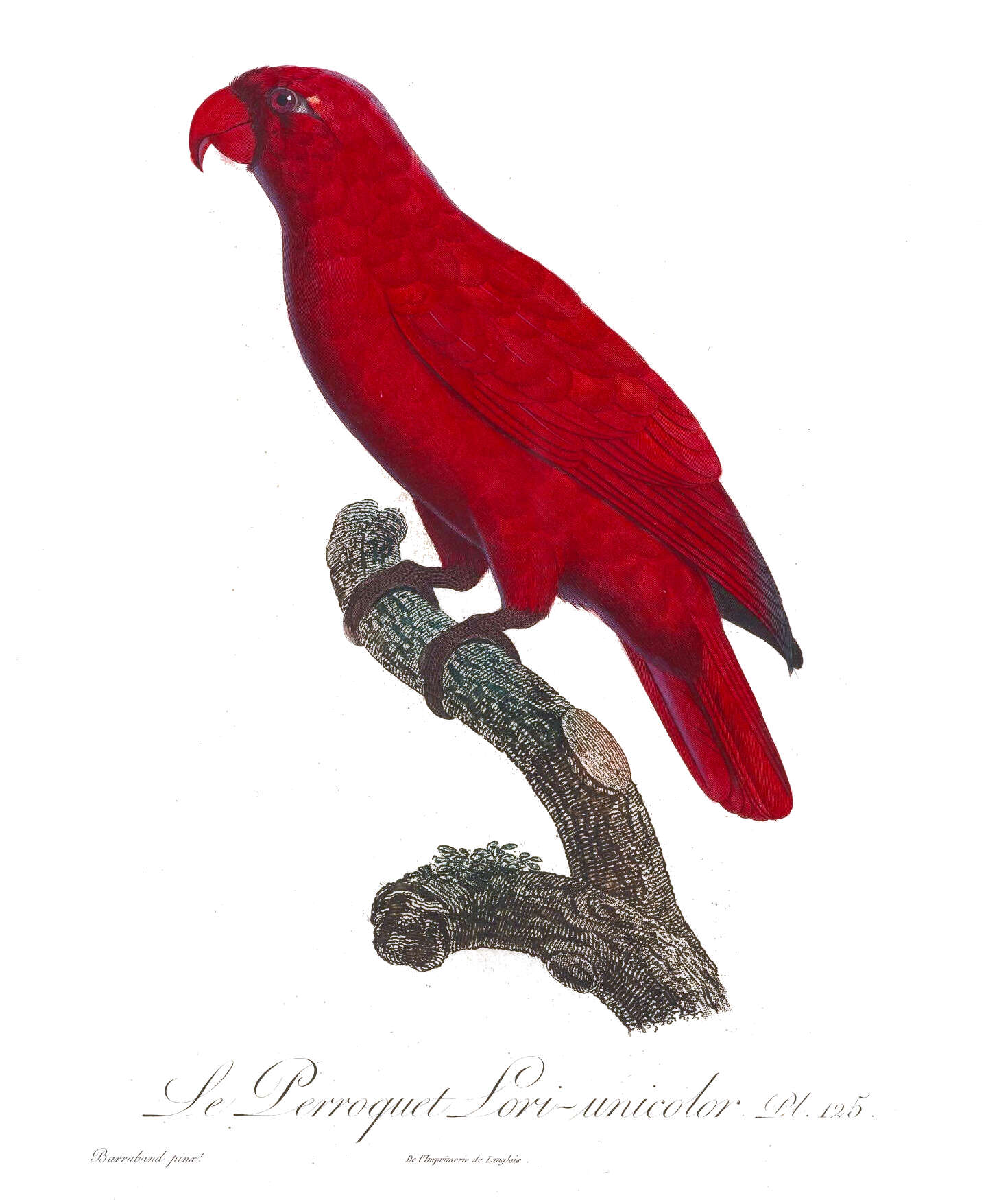 Image of Chalcopsitta cardinalis