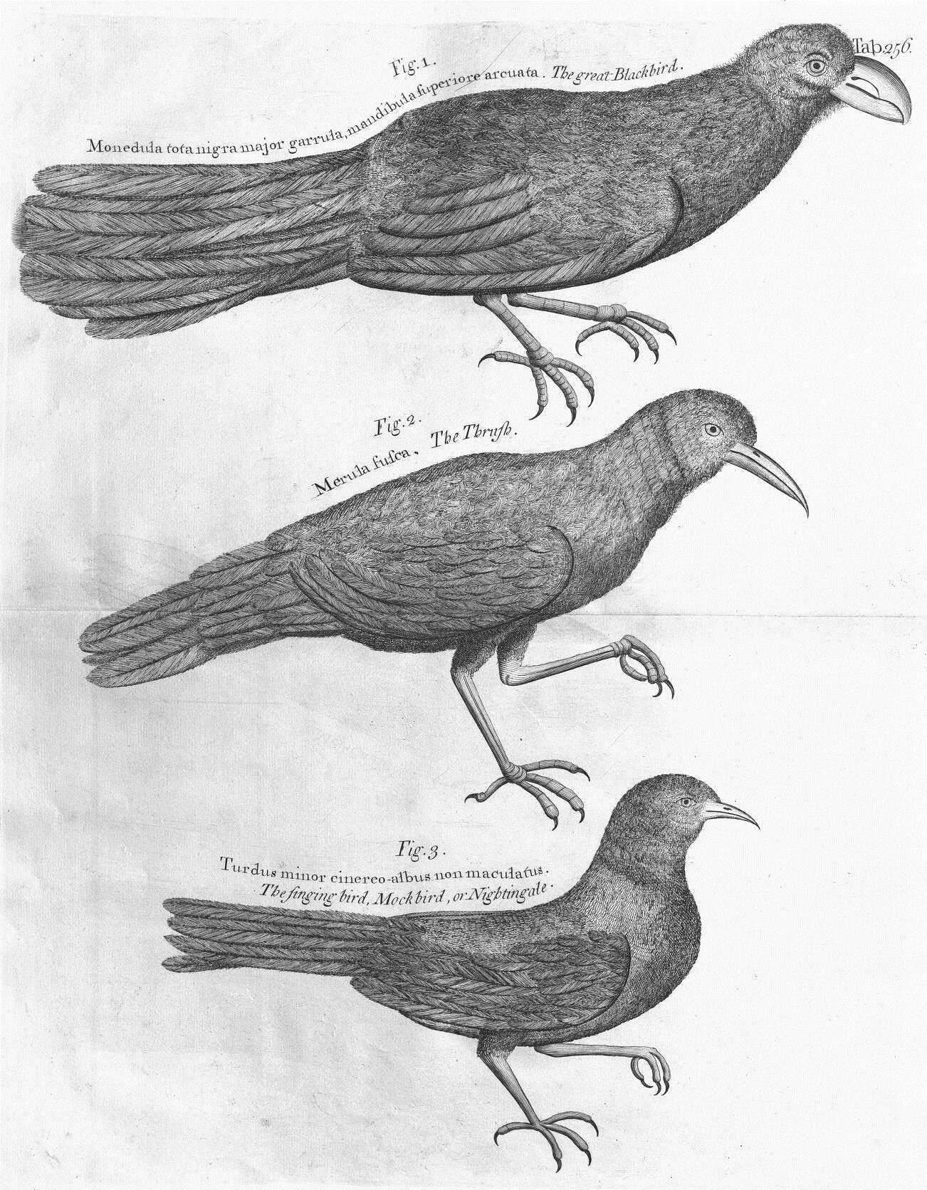 Image of White-chinned Thrush