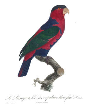 صورة Lorius lory (Linnaeus 1758)