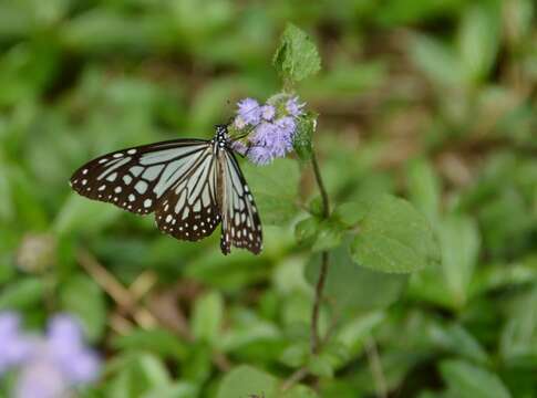 صورة Parantica aglea Cramer 1781