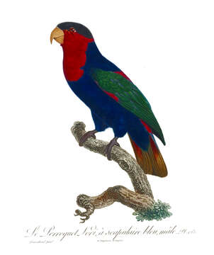 صورة Lorius lory (Linnaeus 1758)