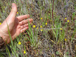 Image of Erythranthe washingtonensis