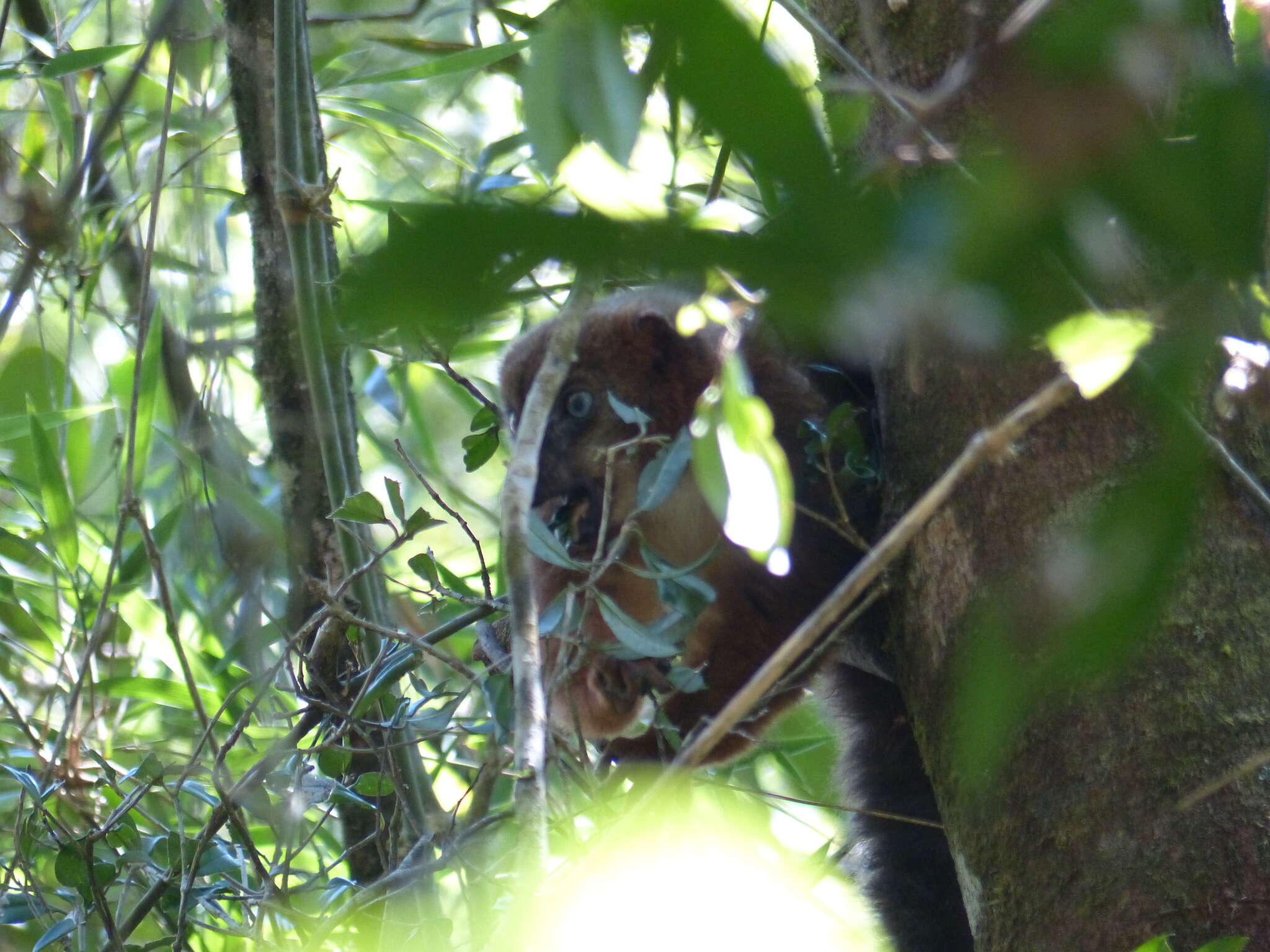 Image of Red-bellied Lemur