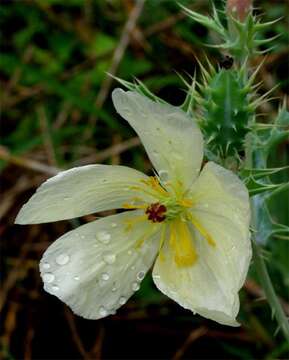 Image of Argemone ochroleuca subsp. ochroleuca