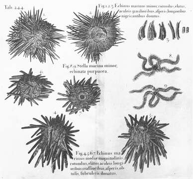 Image of sea urchins