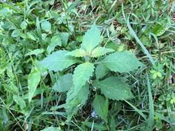 Image of Virginia water horehound