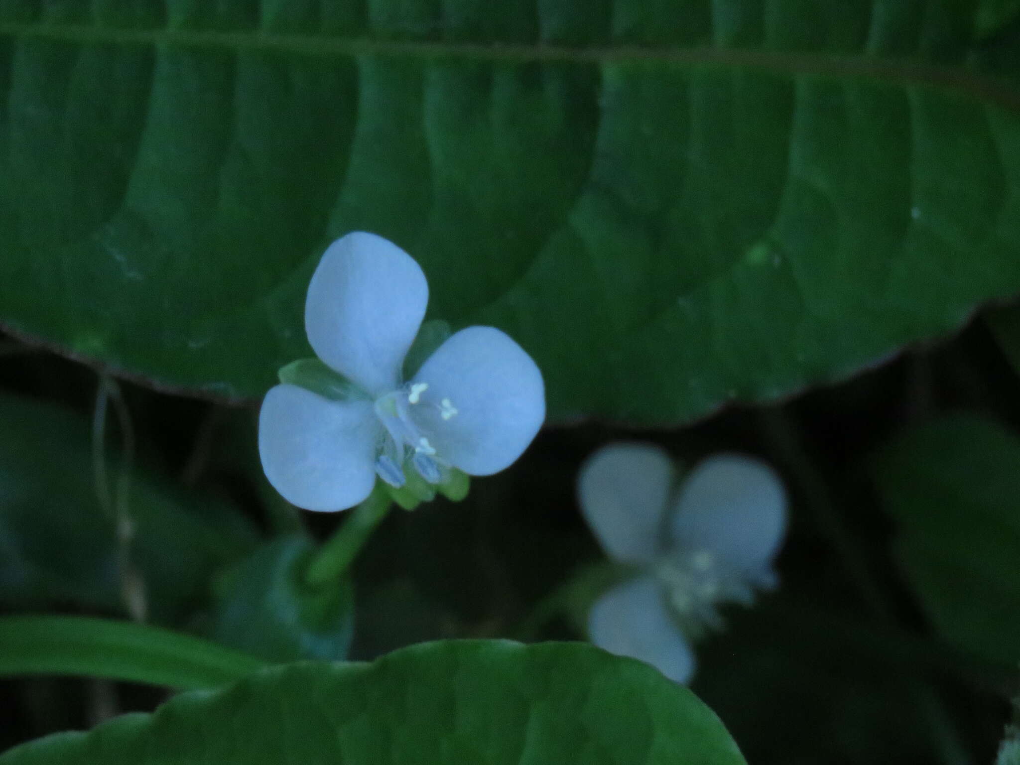 Image of Murdannia loriformis (Hassk.) R. S. Rao & Kammathy