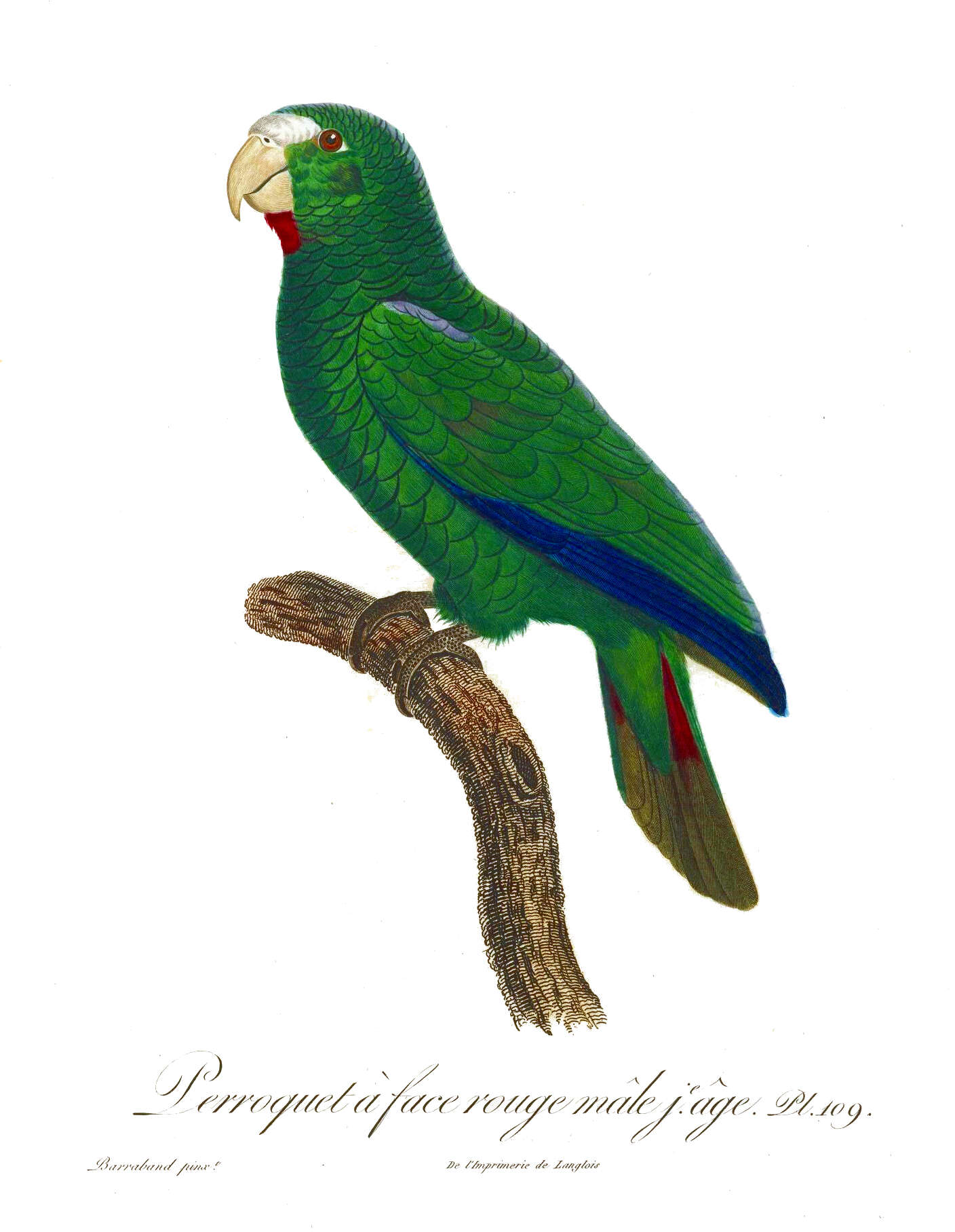 Image of Bahamas Parrot