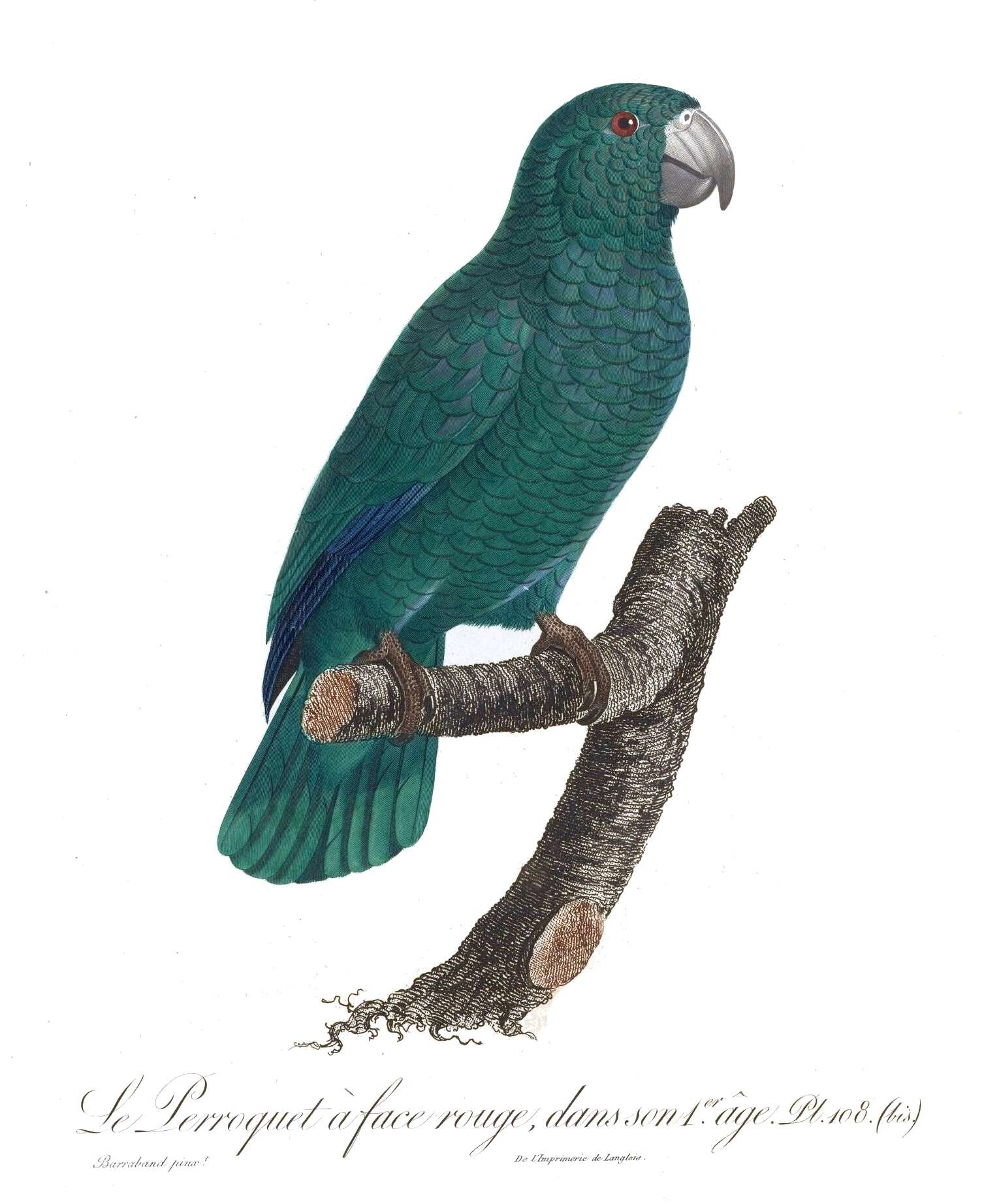 Image of Bahamas Parrot