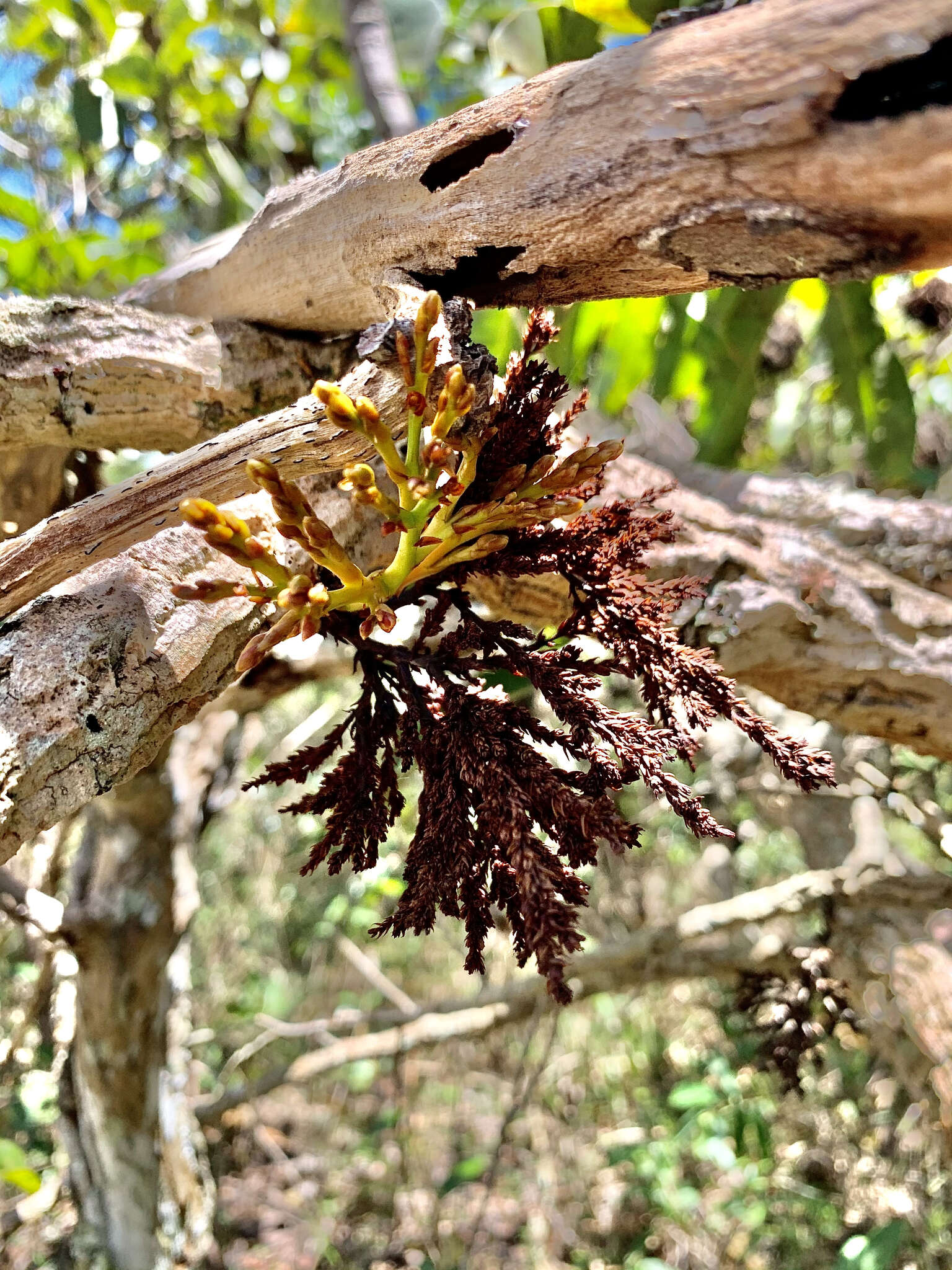 Image of Ouratea hexasperma (A. St.-Hil.) Baill.