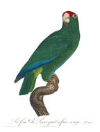 Image of Bahamas Parrot