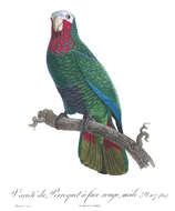 Image of Bahamas Parrot