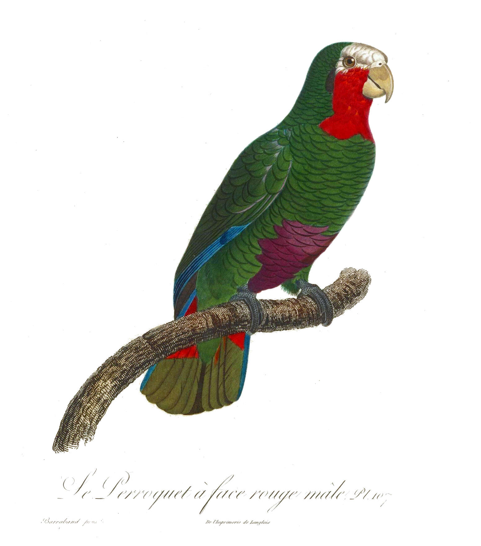 Image of Bahamas Parrot